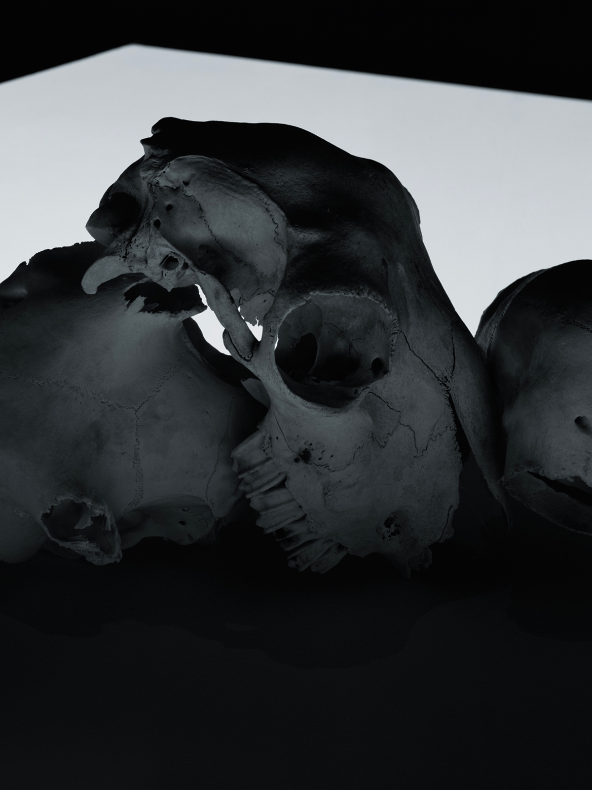 Dan Tobin Smith is ‘the bone collector’