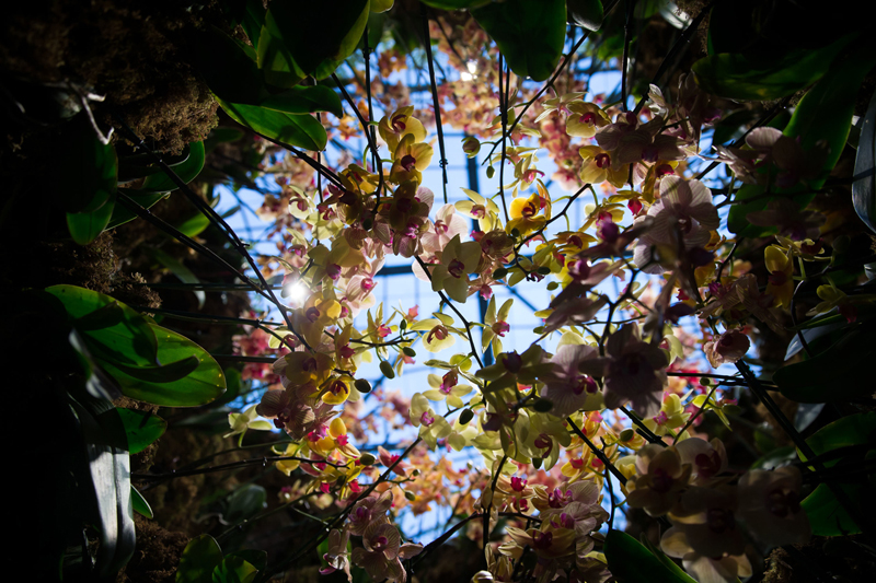 Chandeliers Bloom at the New York Botanical Gardens