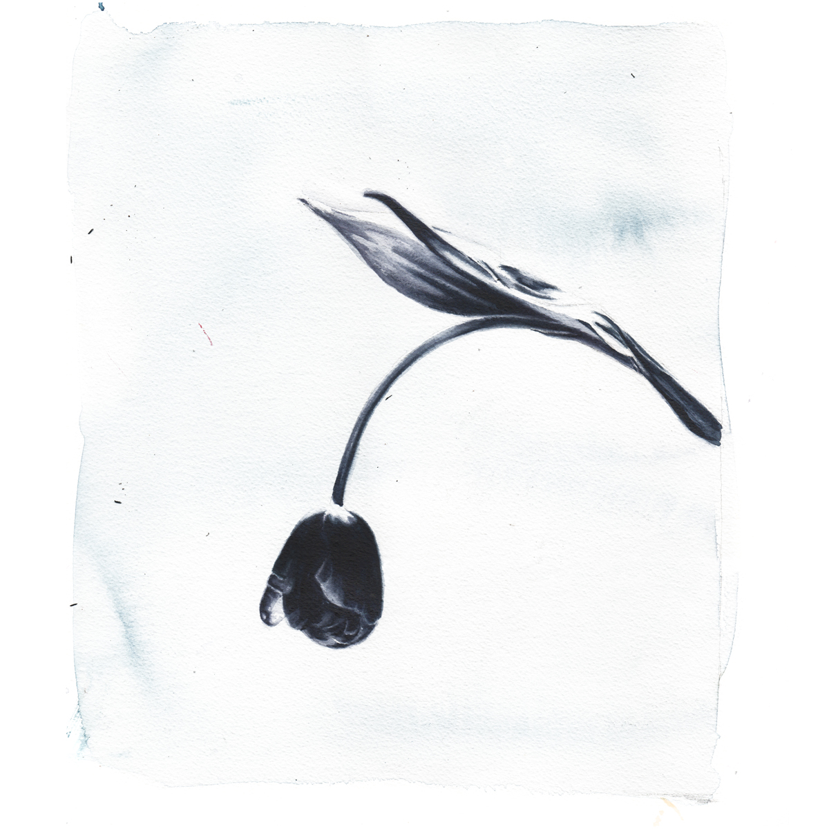 Mapplethorpe’s Flowers by Marcela Gutiérrez