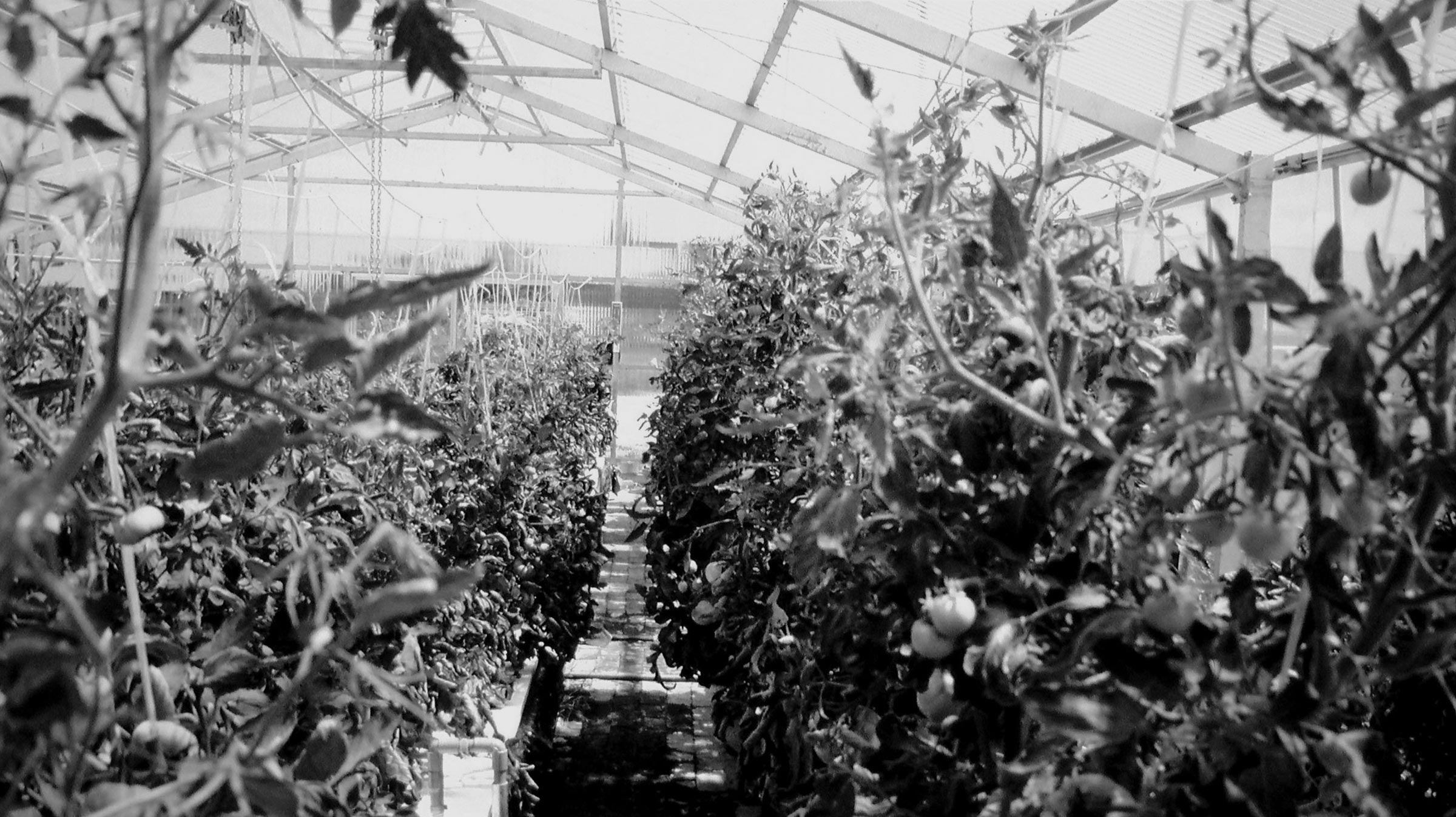 The Document Agenda: “A new way to participate in the growing experience”