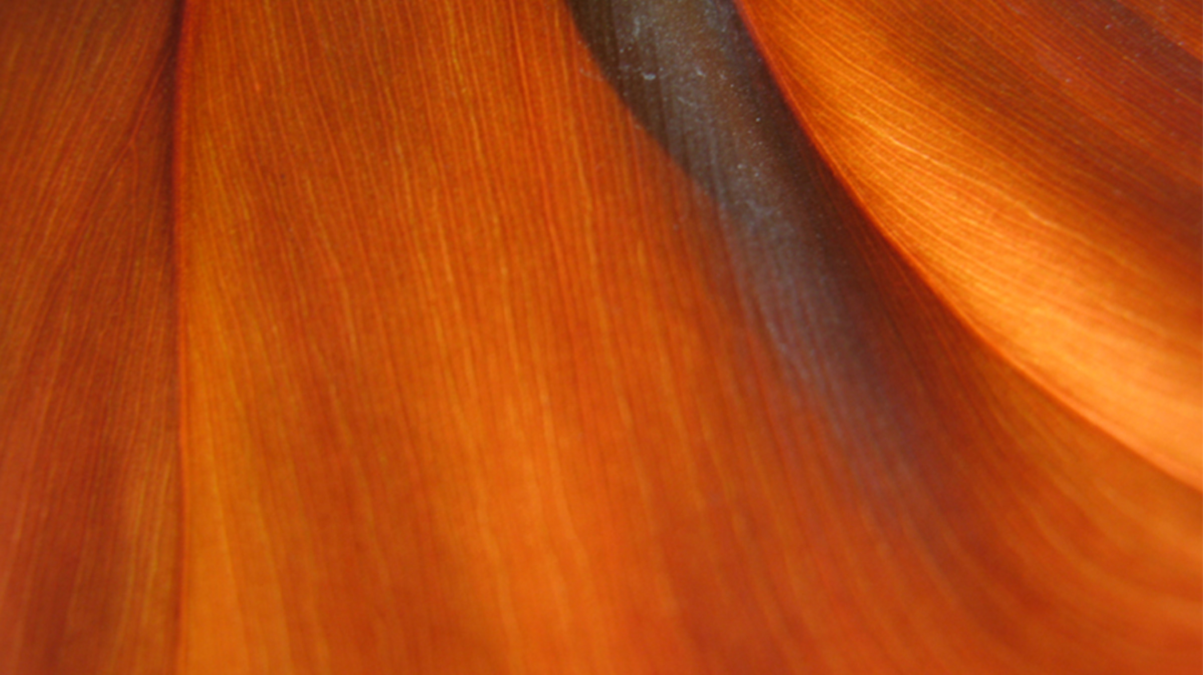 The Document Agenda: “To dabble in the occult of orange”