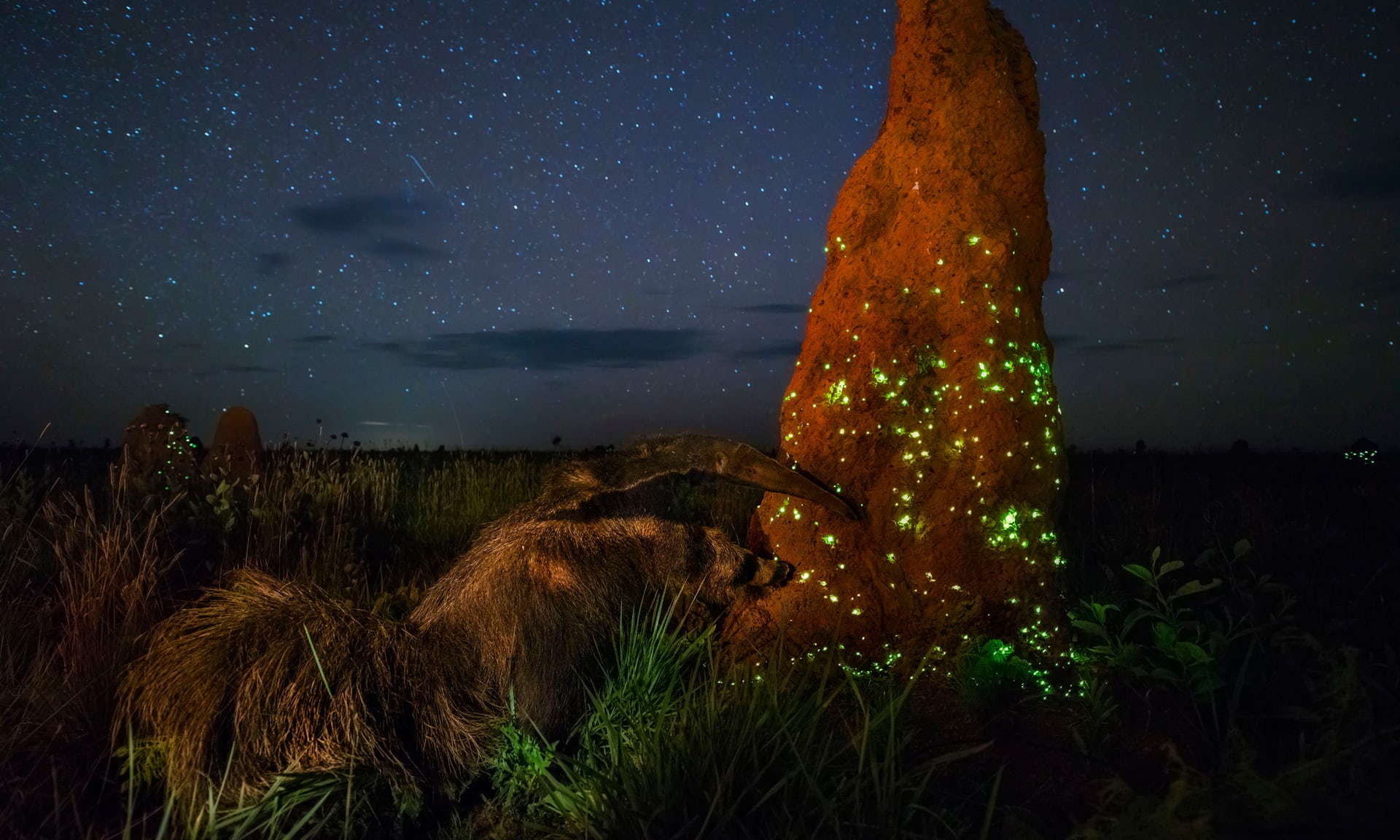 Wildlife photography has a surprisingly sketchy underbelly