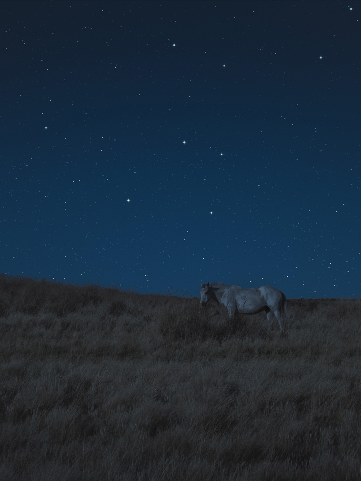 Mammals are increasingly going about their lives in the dark to get away from humans