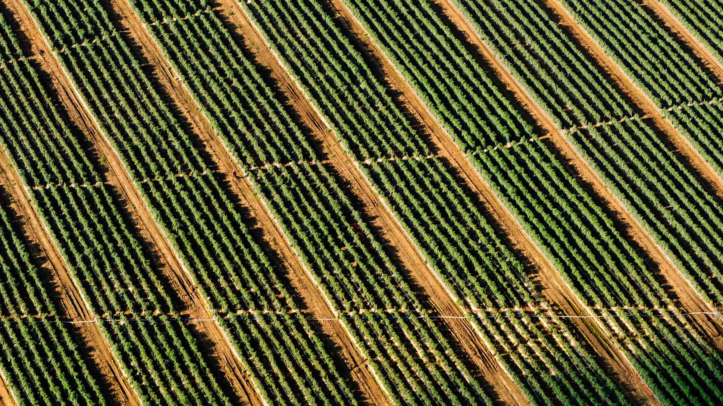 Vegans be wary: A plant-based diet won’t be viable in the future