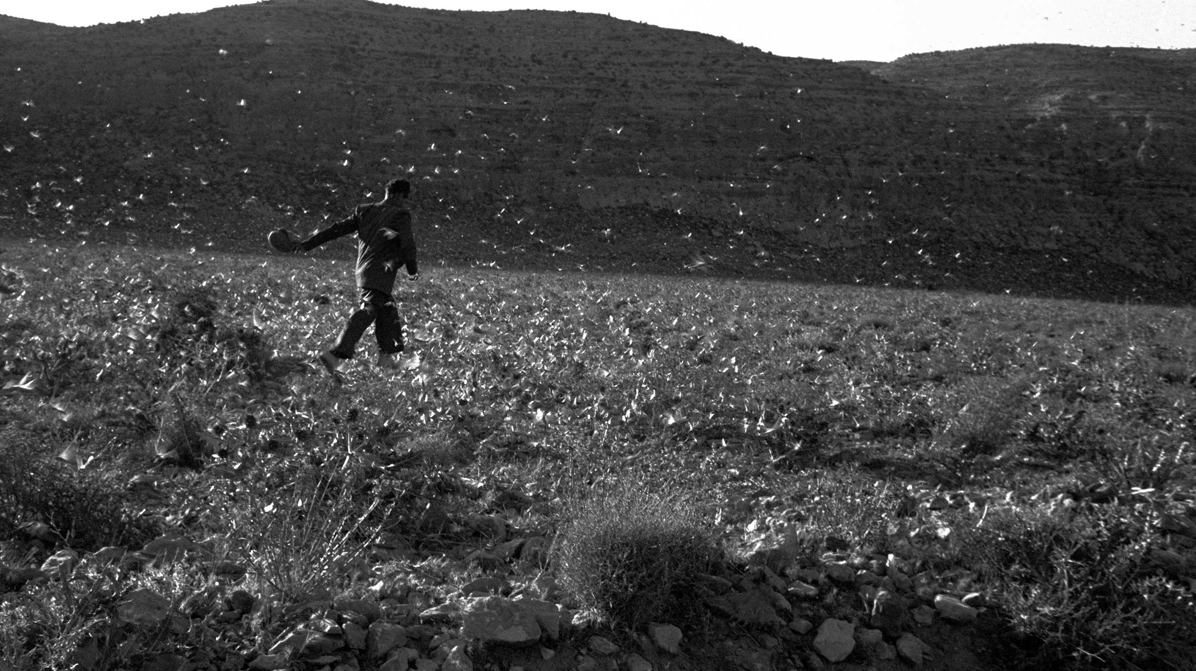 Global warming causes insects to eat more crops