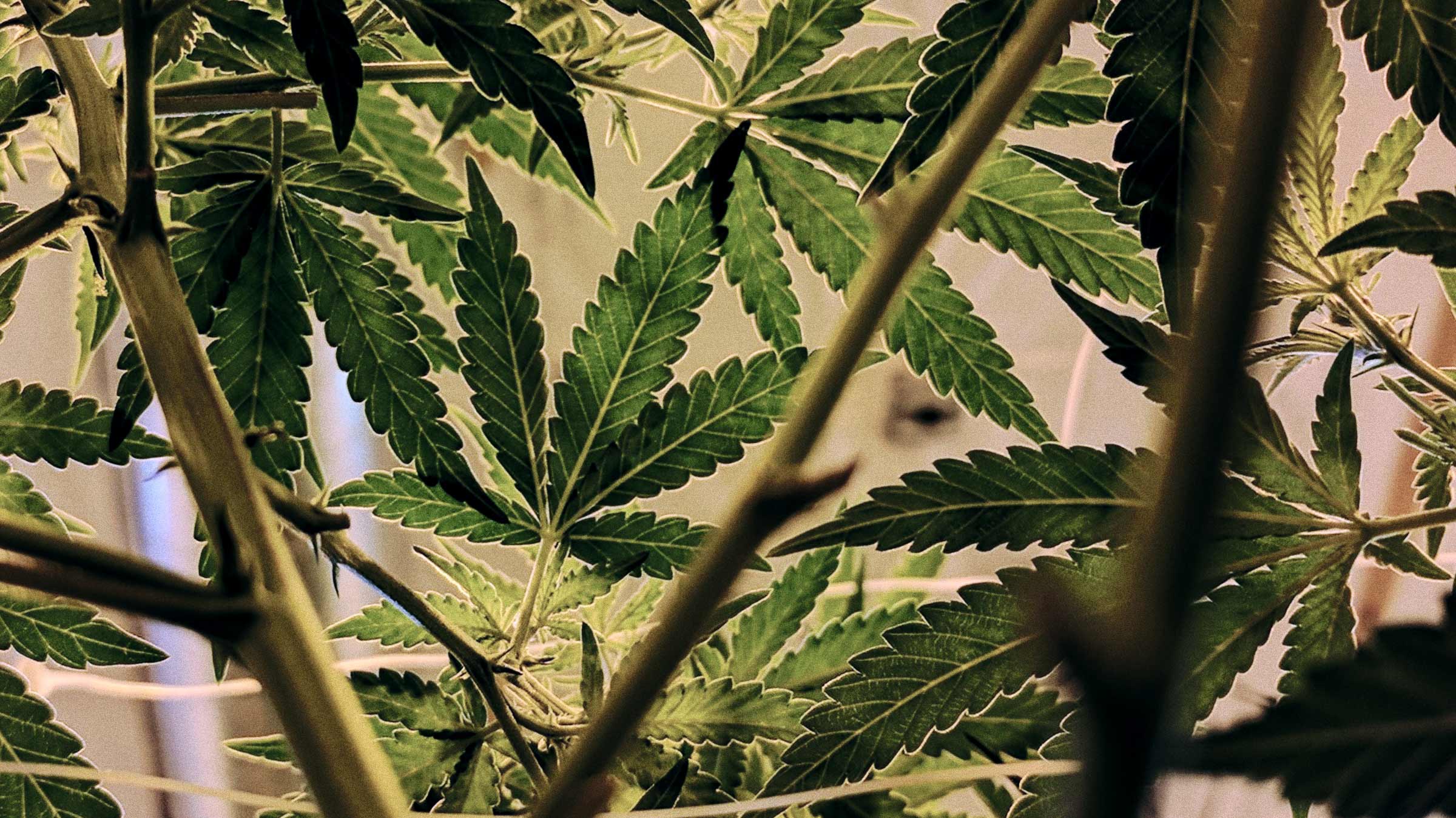 It’s been a high time for marijuana stocks