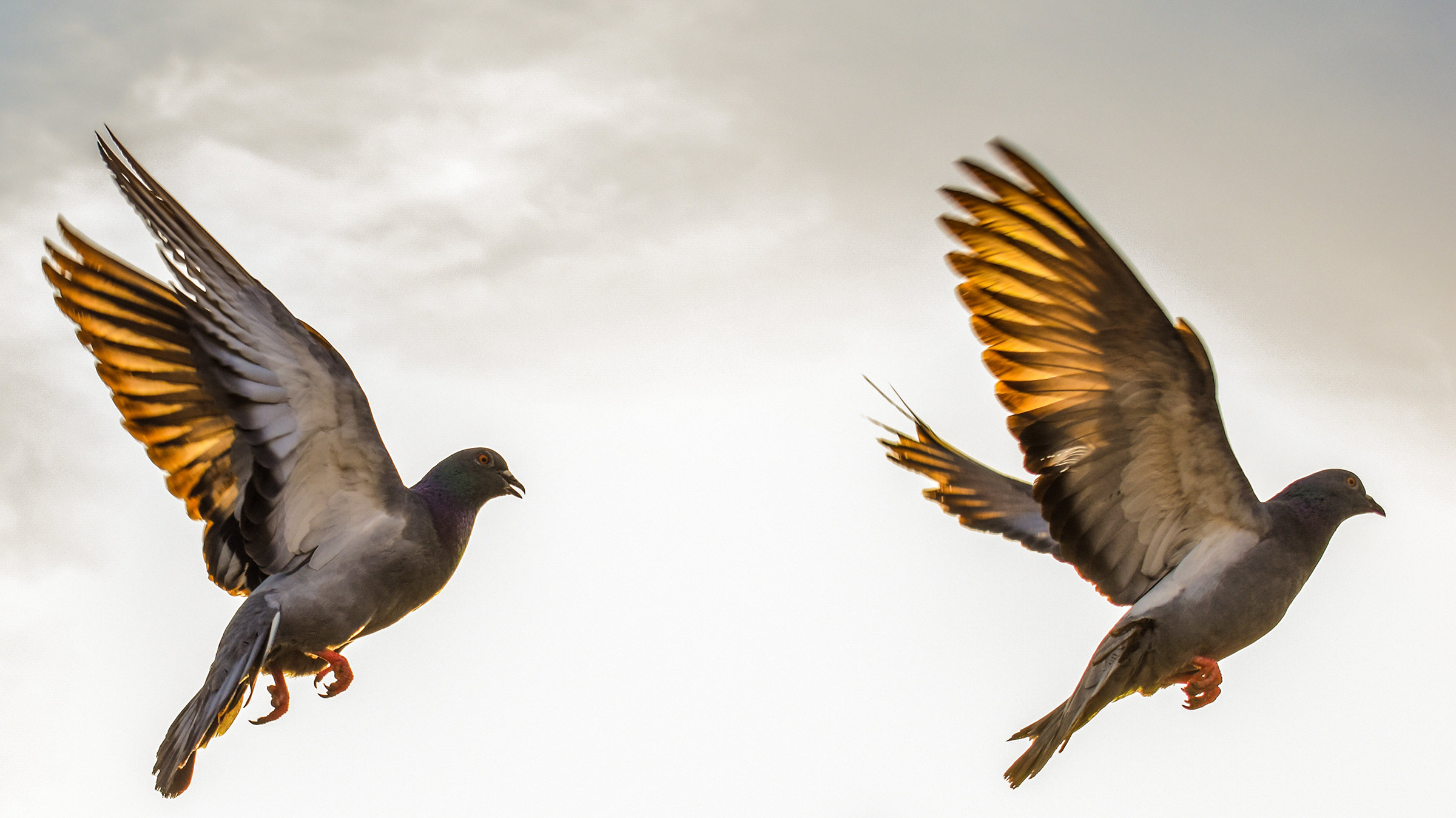 Should the passenger pigeon come back from the dead?