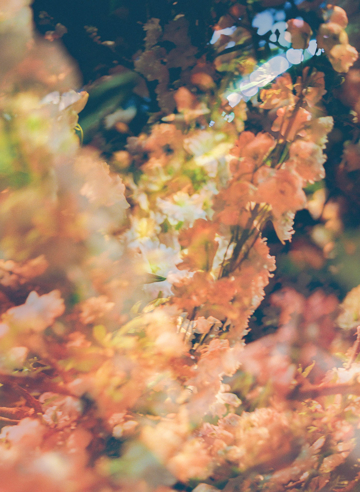 Inside Selah Marley’s plant-filled dream world