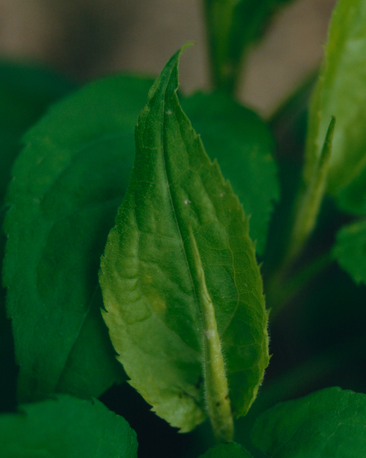 On the brink of environmental catastrophe, 6 designers hope to create change