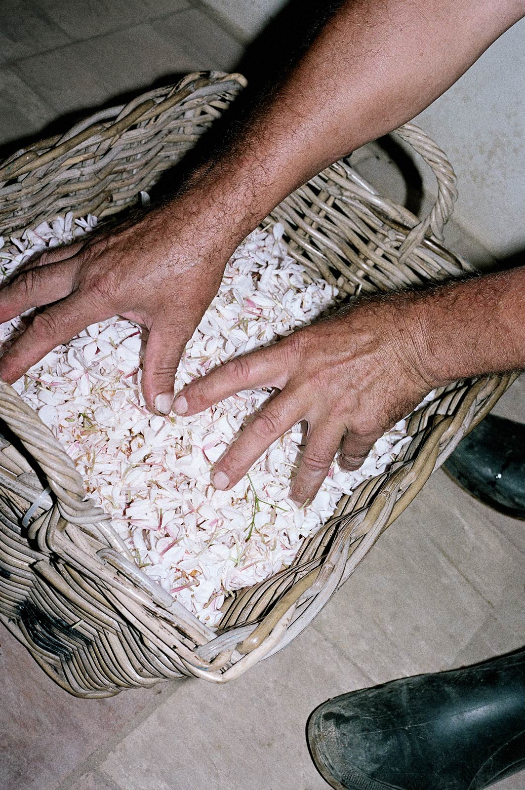 Uncovering the family values at the heart of Chanel’s jasmine harvest