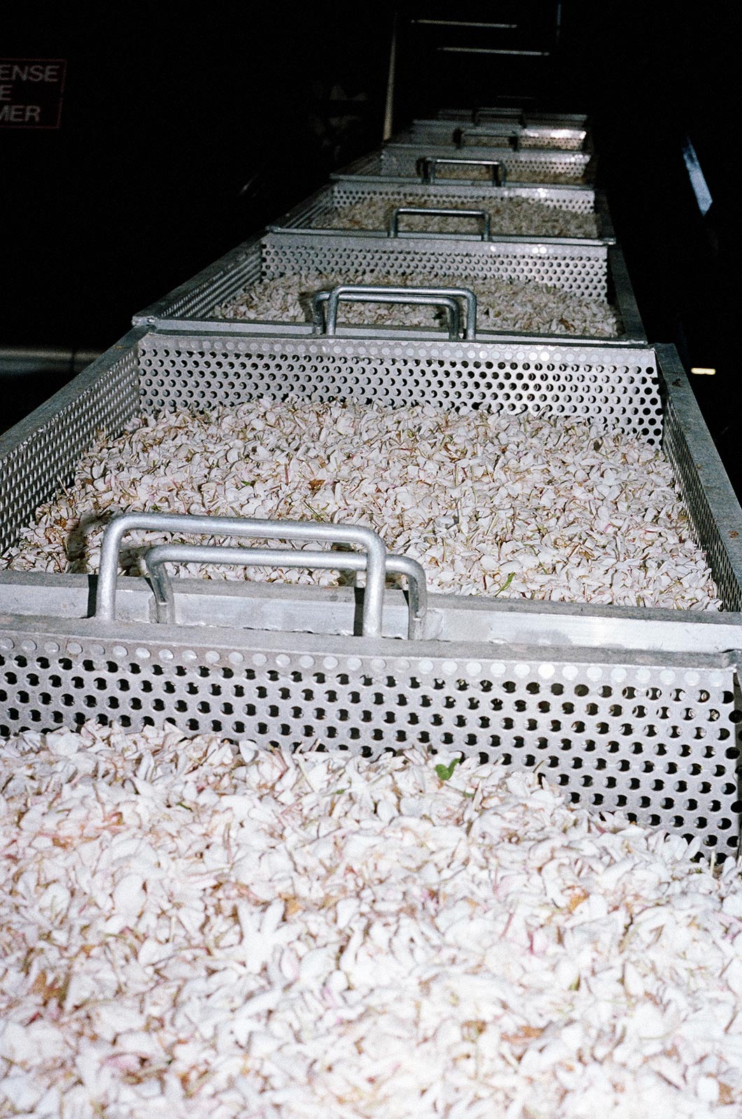 Uncovering the family values at the heart of Chanel’s jasmine harvest