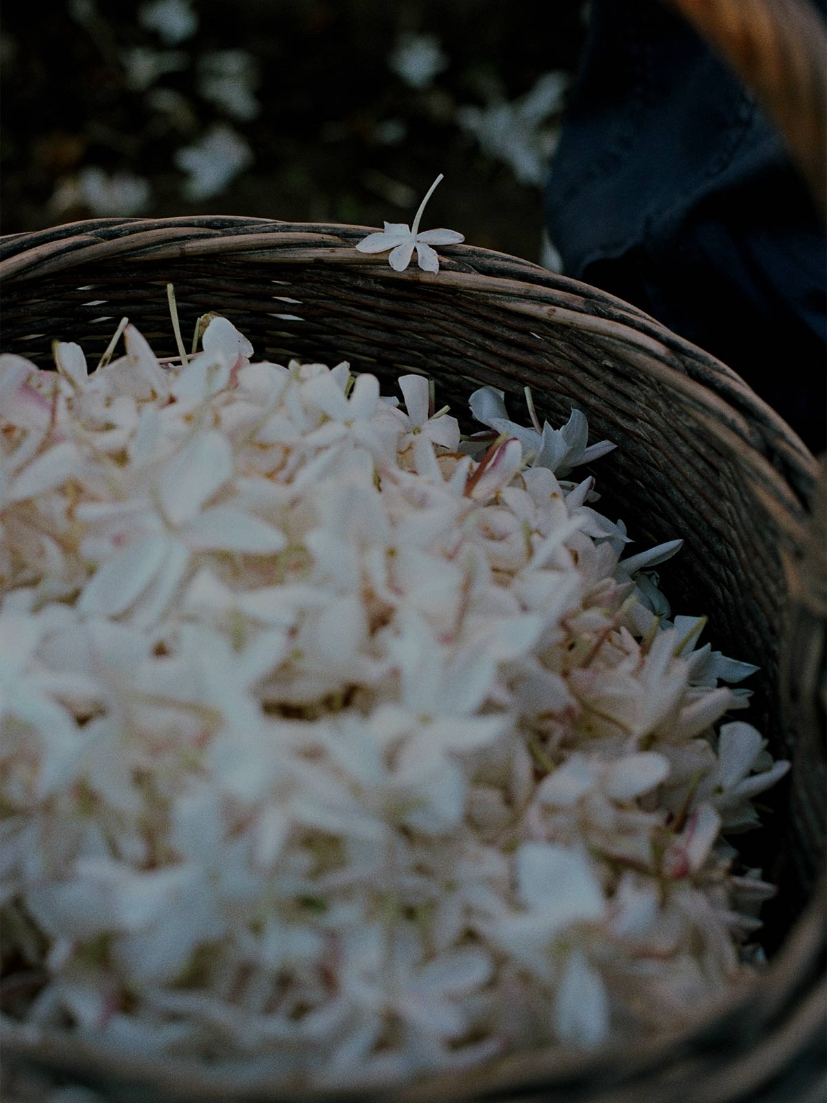 Uncovering the family values at the heart of Chanel’s jasmine harvest