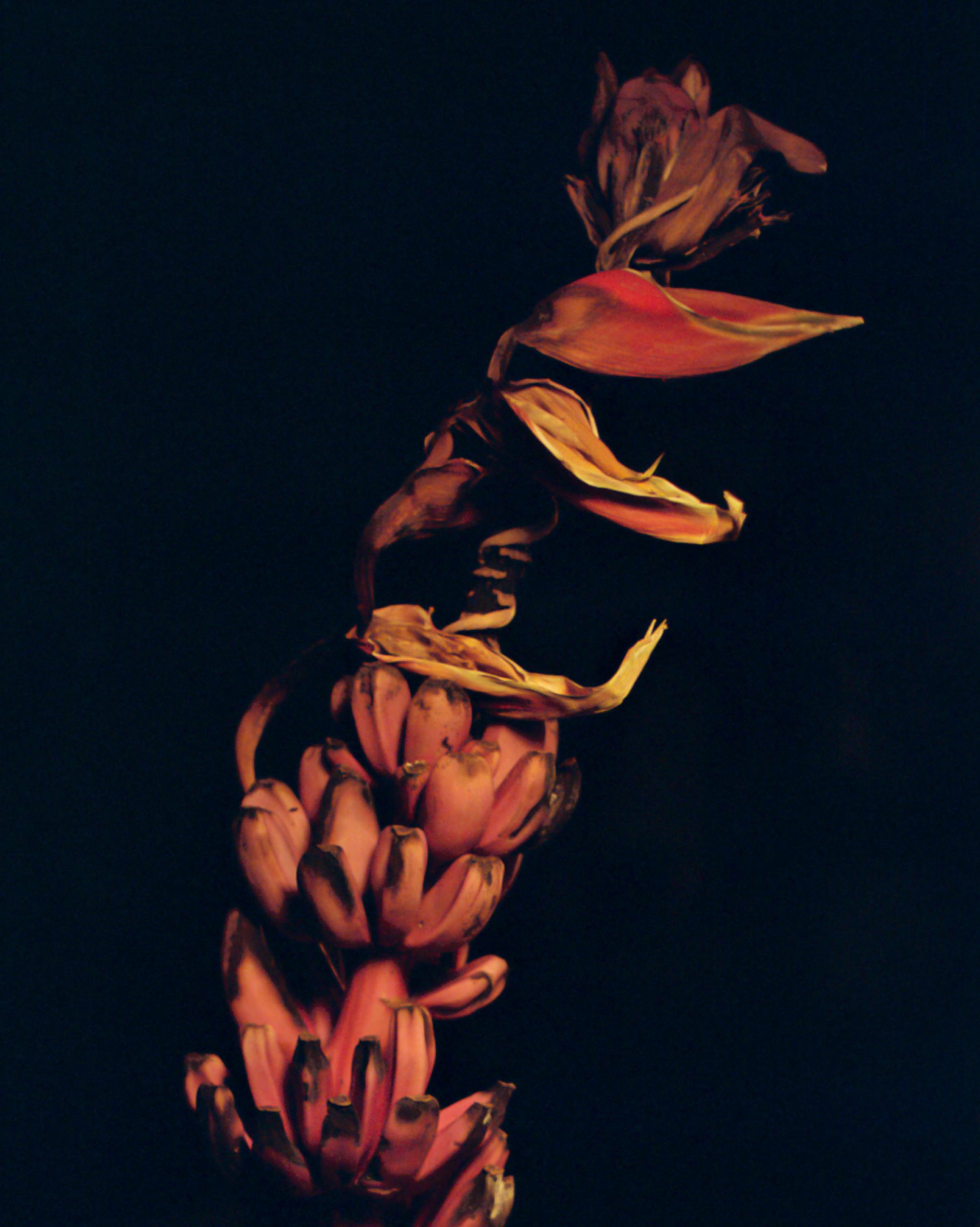 For Lutfi Janania Zablah, the botanical world is boundless