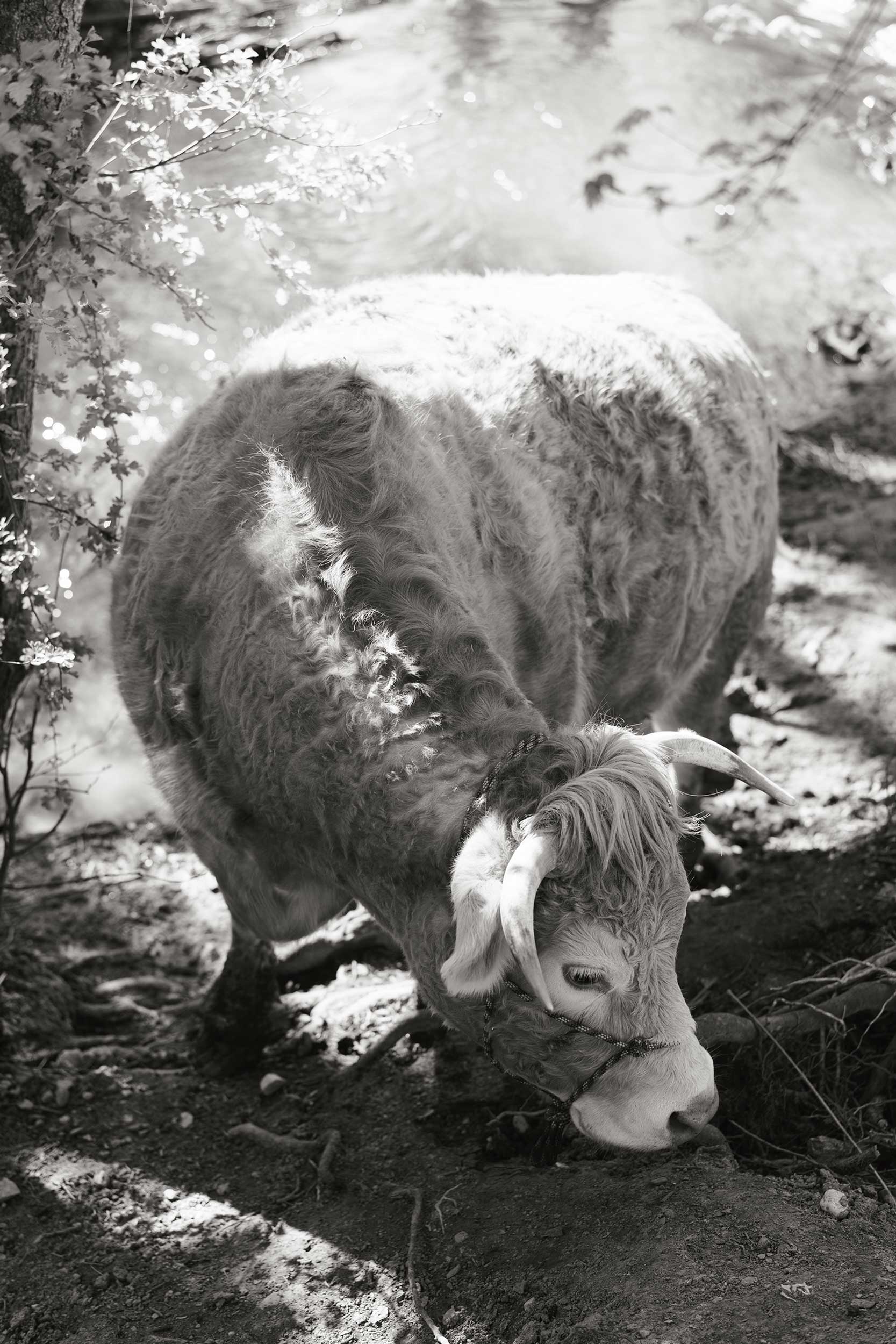 In ‘Companions,’ Yana Wernicke traces tenderness