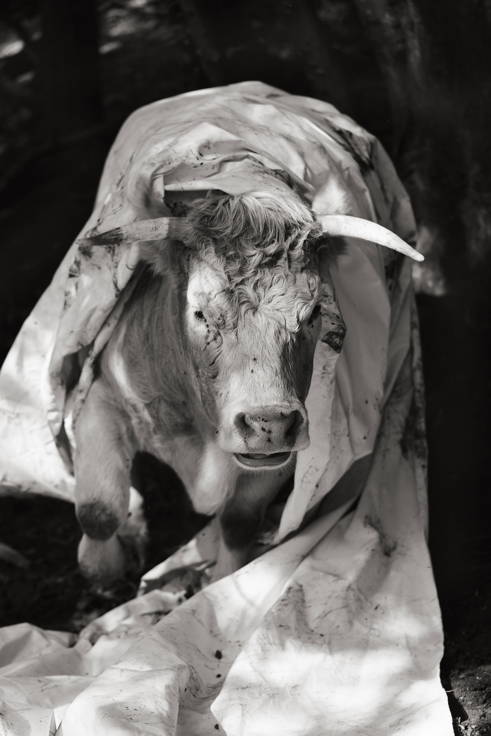 In ‘Companions,’ Yana Wernicke traces tenderness