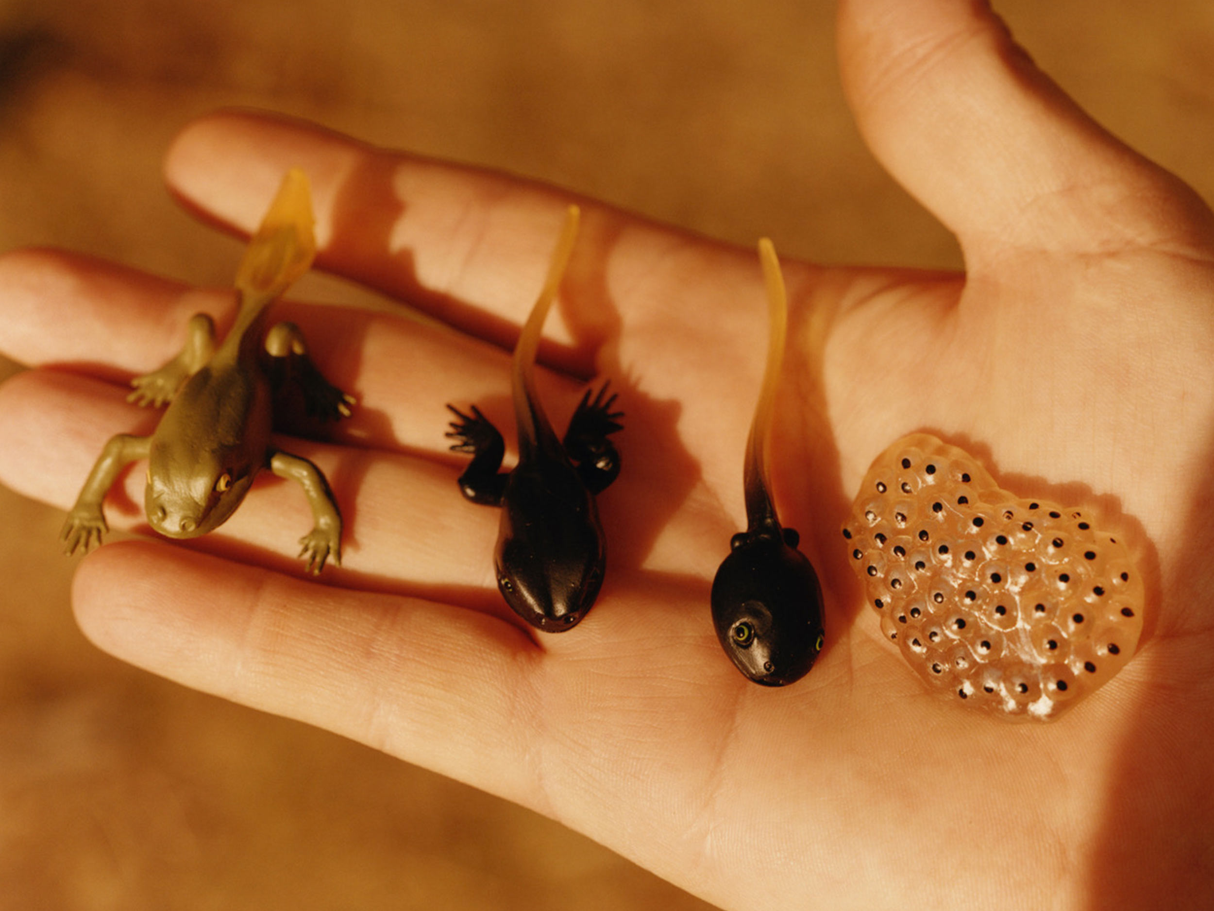 ‘100% (Ciento por Ciento)’ spotlights Patagonia’s storied landscape, and the fight to protect it