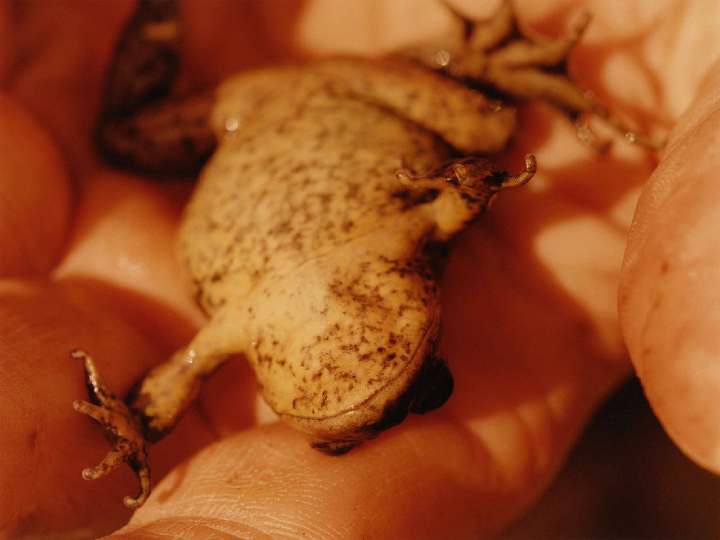 ‘100% (Ciento por Ciento)’ spotlights Patagonia’s storied landscape, and the fight to protect it