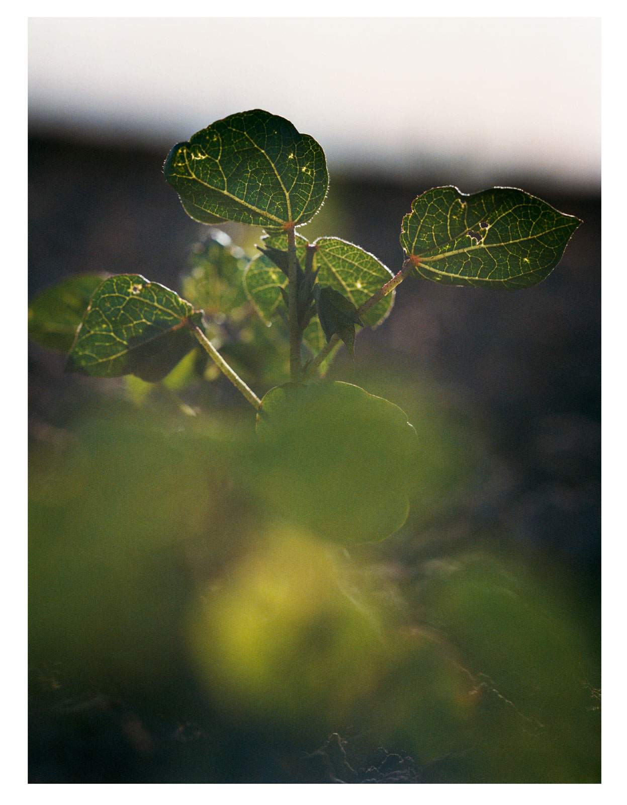A Return to the Land: Regenerative agricultural practices safeguard future fertility