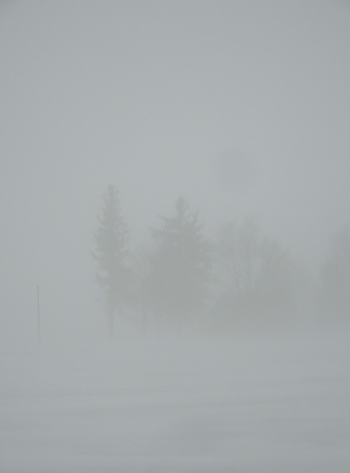 Kristie Muller’s subject is peculiarity itself