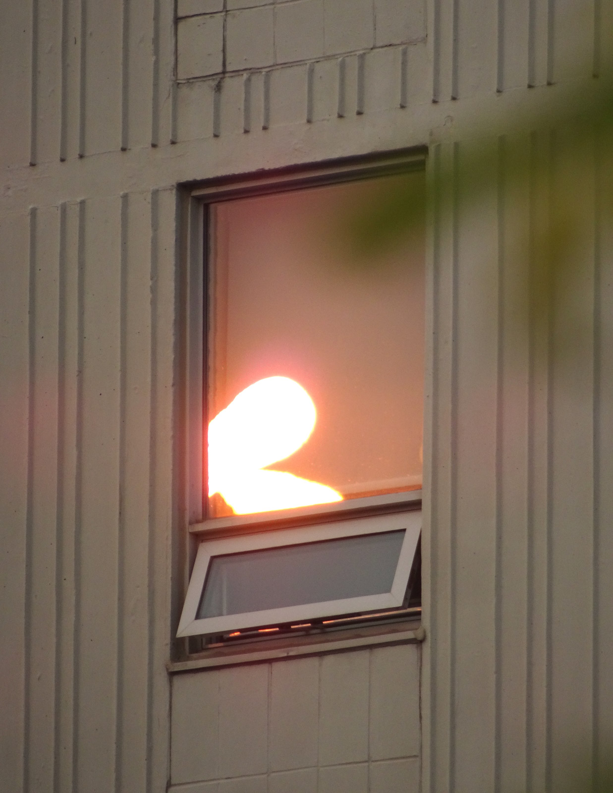 Kristie Muller’s subject is peculiarity itself