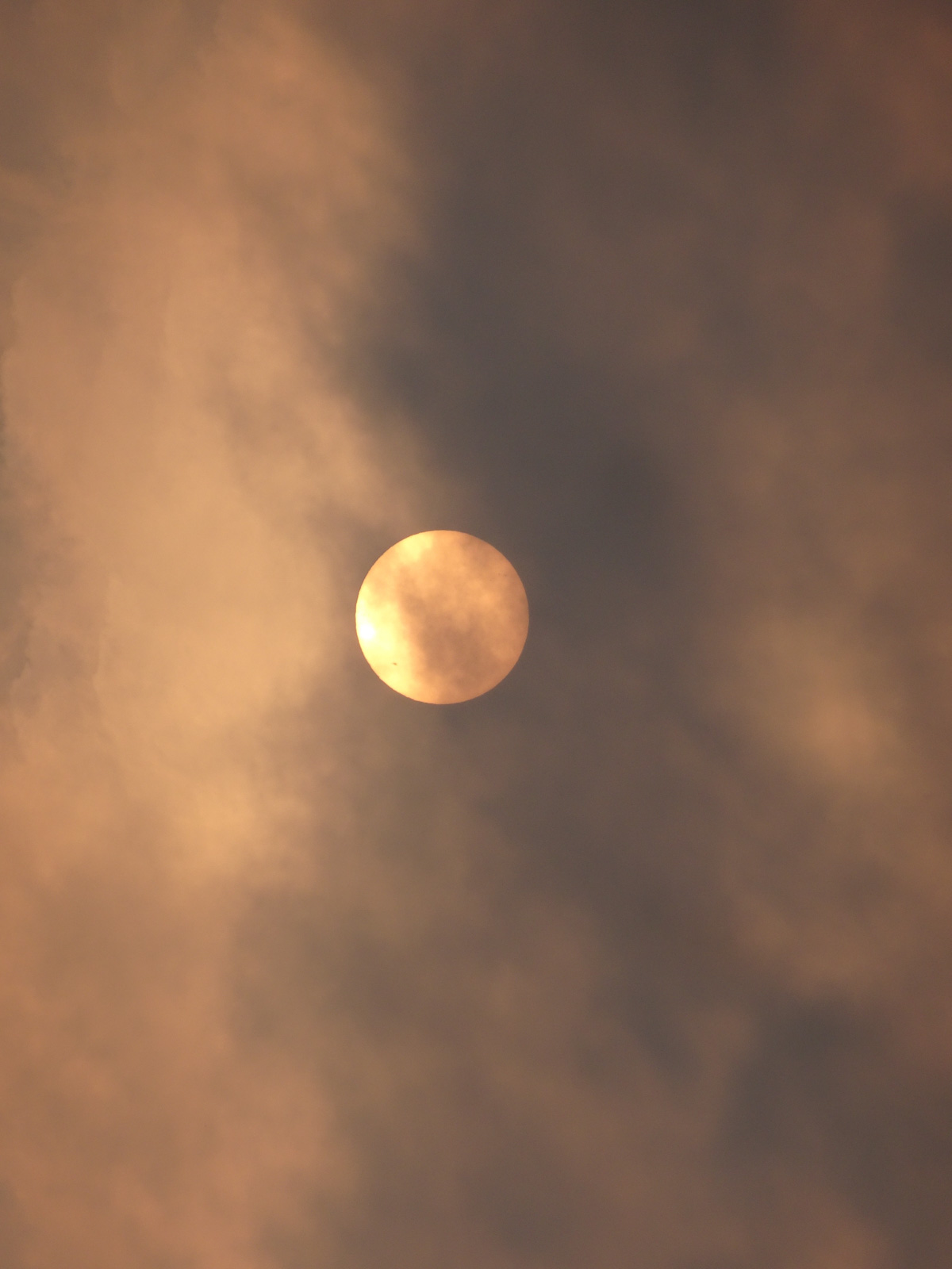 Kristie Muller’s subject is peculiarity itself