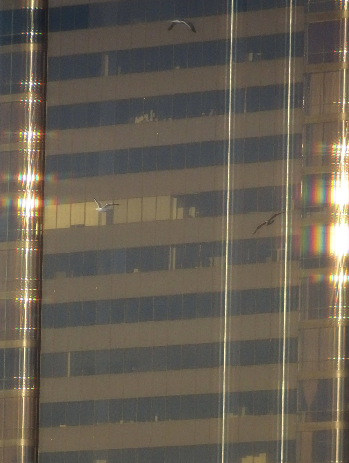 Kristie Muller’s subject is peculiarity itself