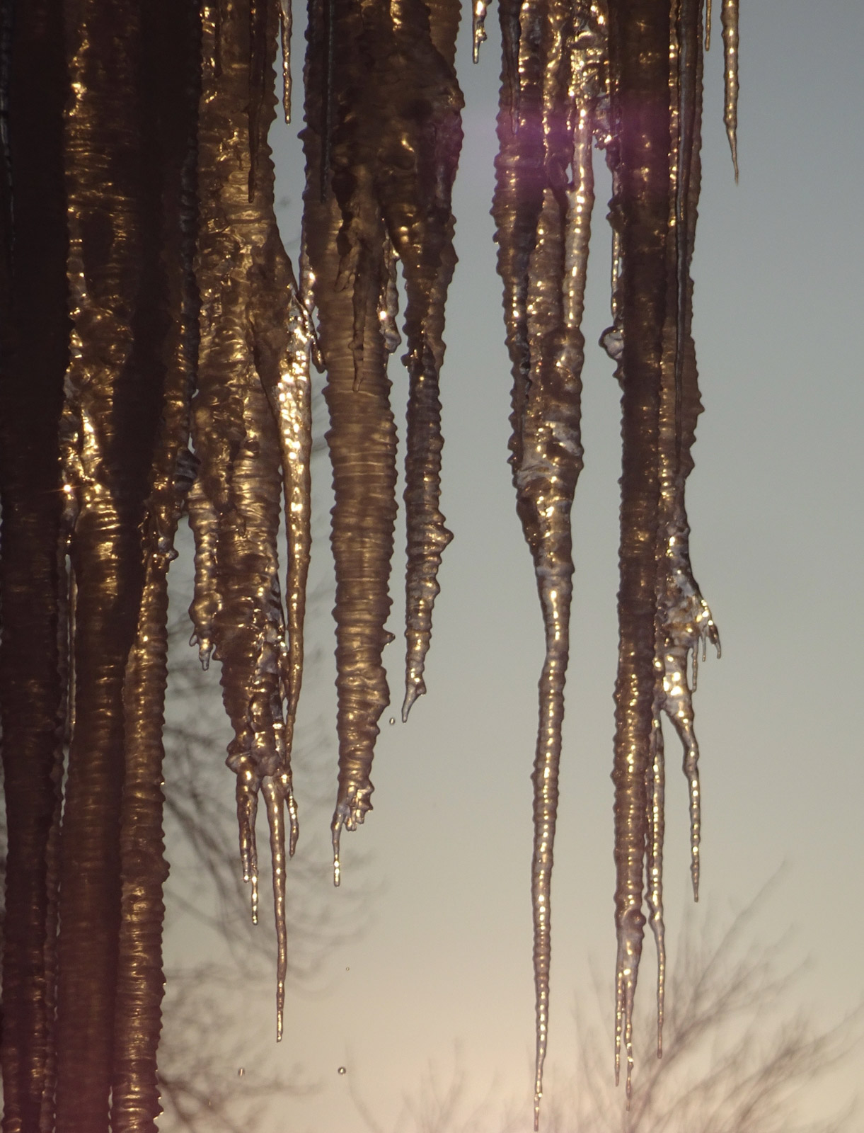 Kristie Muller’s subject is peculiarity itself