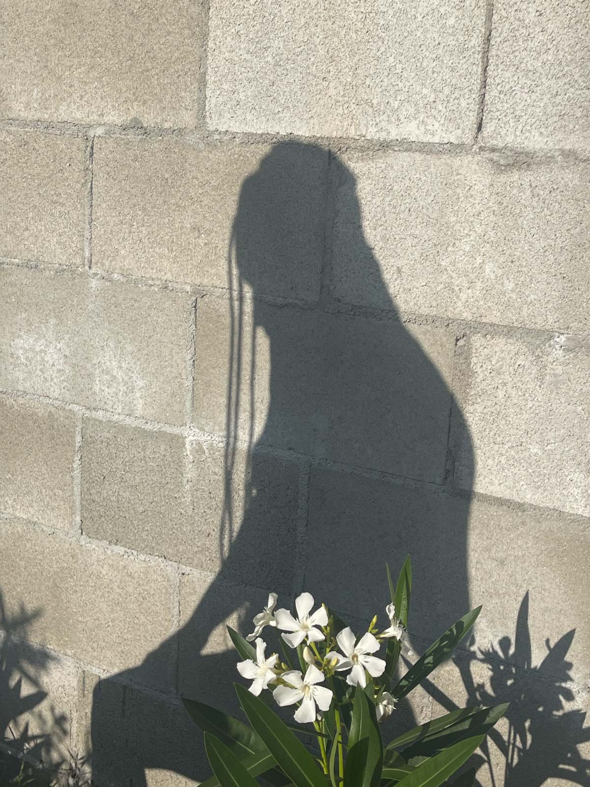 Kristie Muller’s subject is peculiarity itself