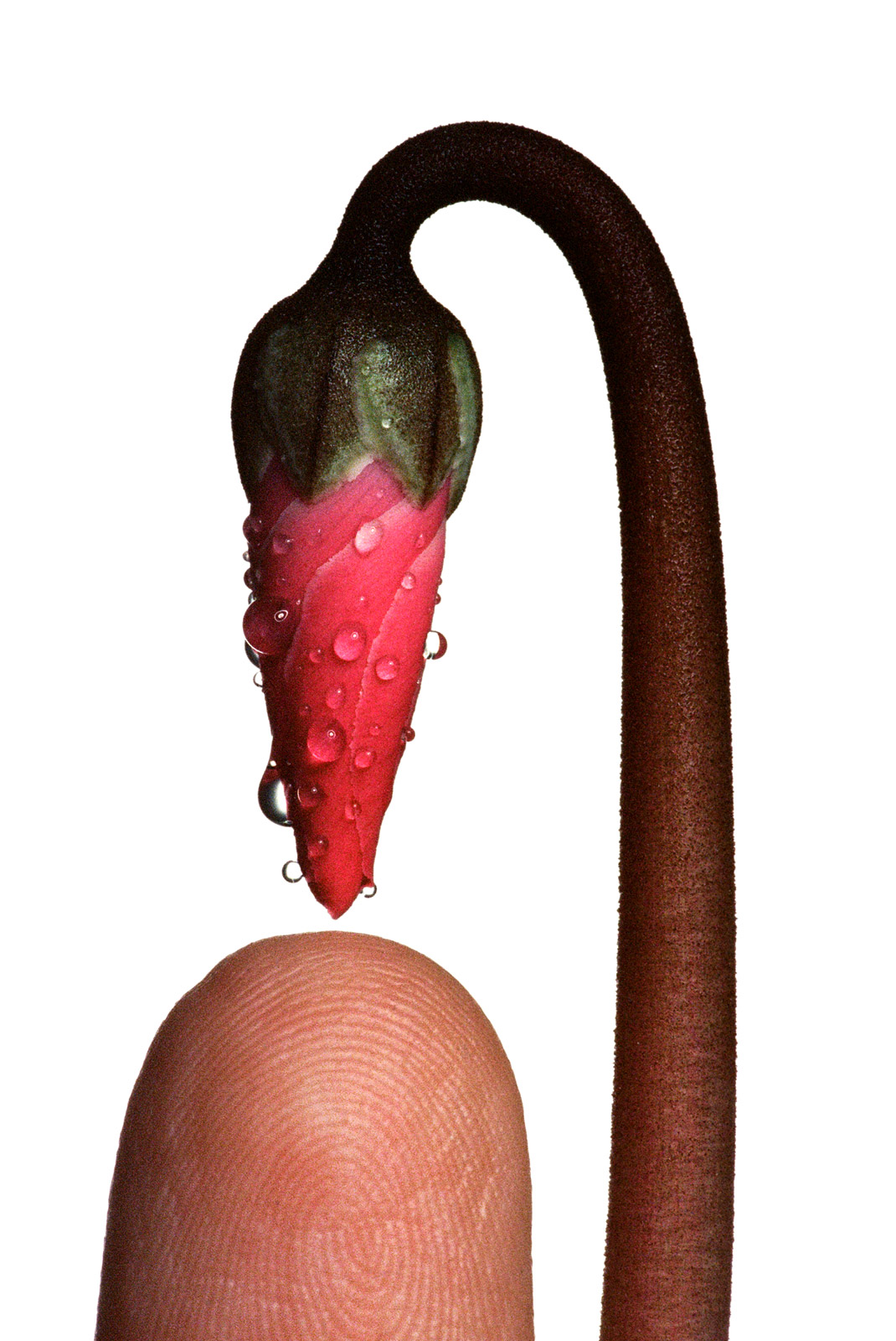 Bobby Doherty equates the mundane with the remarkable