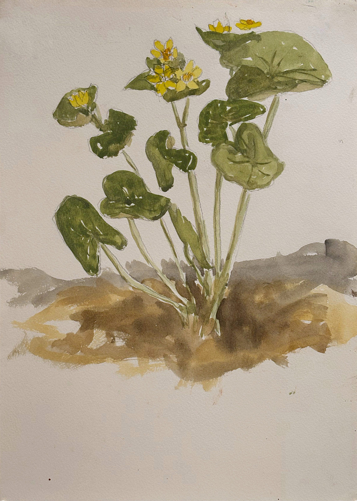 Illuminations by the roadside: Russell Sharon’s watercolor ‘Wildflowers’