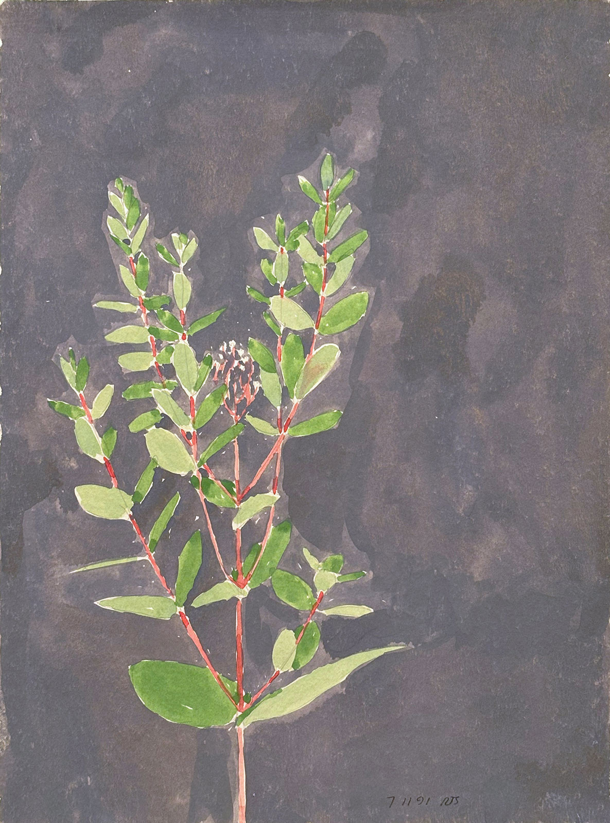 Illuminations by the roadside: Russell Sharon’s watercolor ‘Wildflowers’