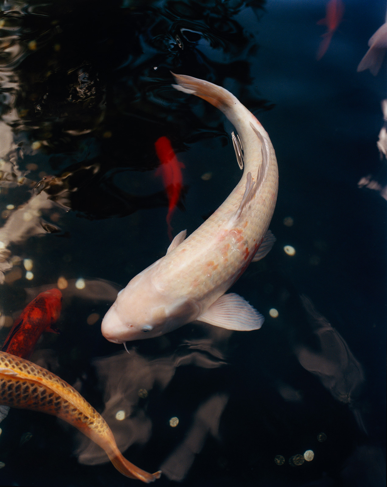 Rituals and origin stories across Japan’s southern islands