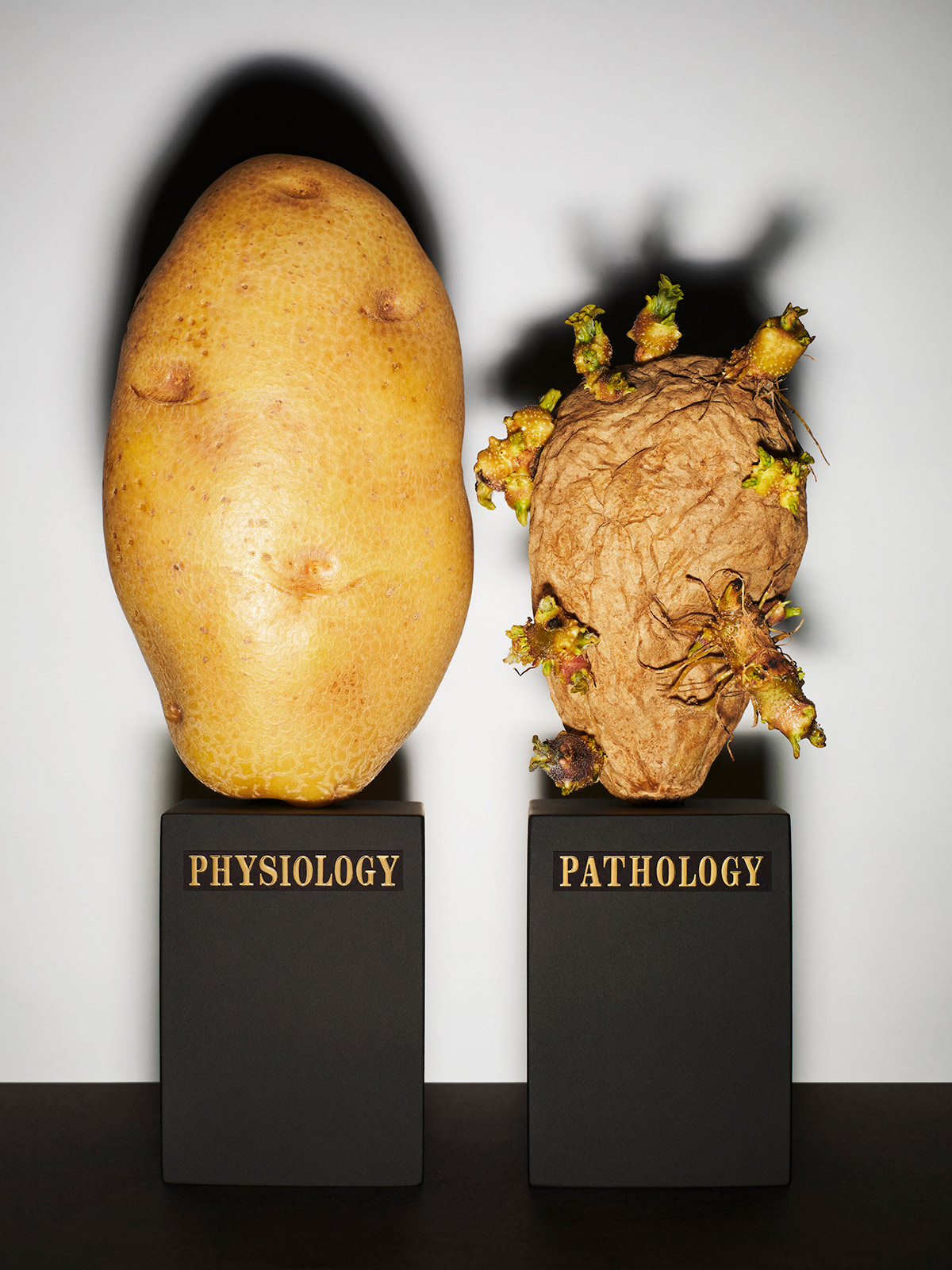 Bela Borsodi’s ‘Birth Life Death’ invents new dynamics for inanimate objects