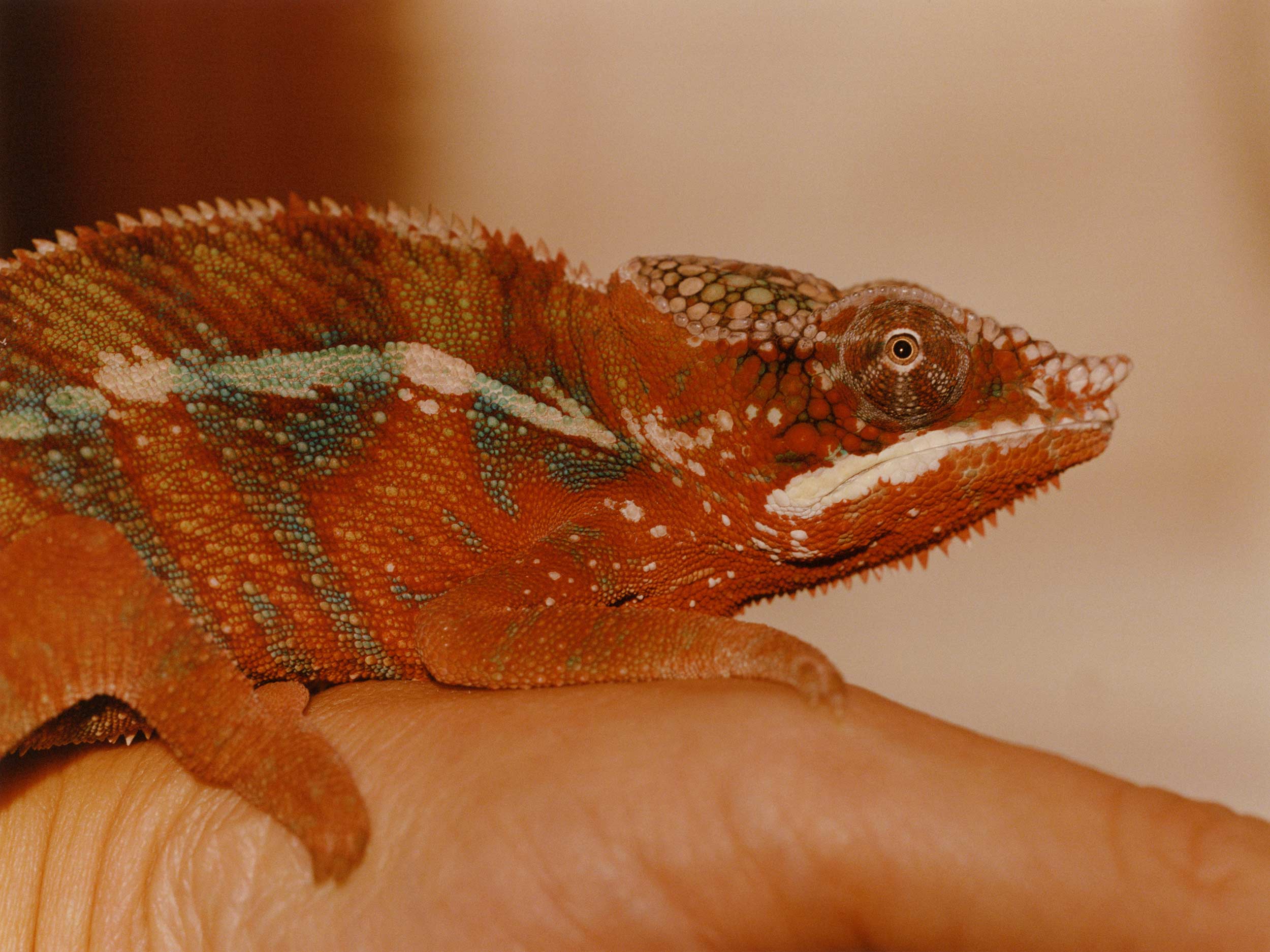 Cate Blanchett and Alfonso Cuarón vitalize narrative potential