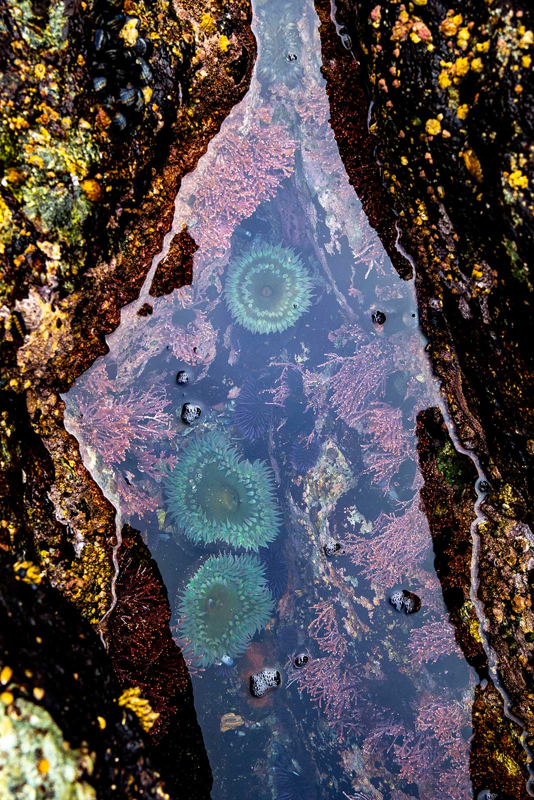 From sacred hot springs to the Esalen Institute, where does the ‘mystical-type experience’ emerge in Big Sur?